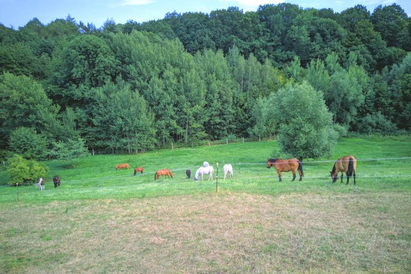 Weitläufige Sommerkoppeln